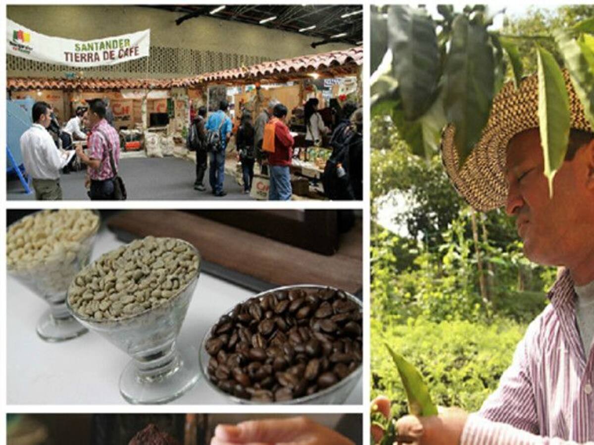 Regiones cafeteras: lo que pasa y lo que esperan