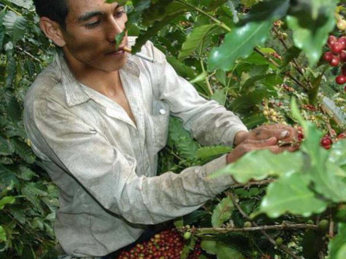 Hay déficit de recolectores de café en Risaralda
