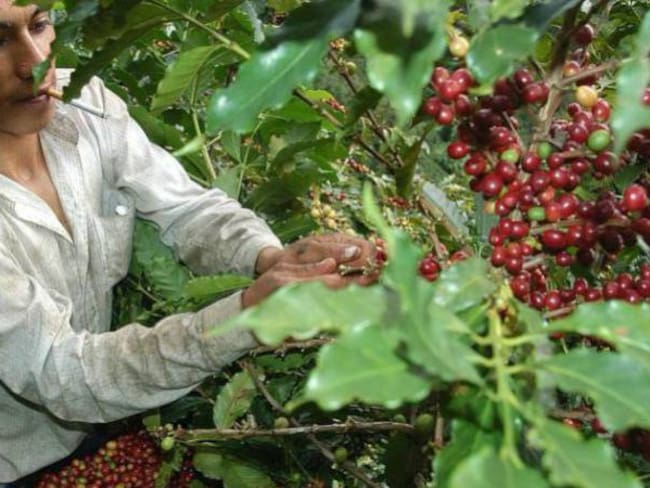 Hay déficit de recolectores de café en Risaralda