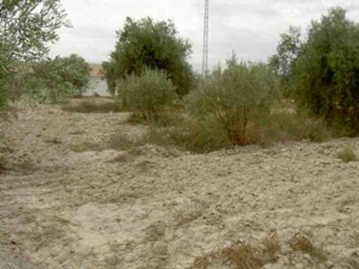 Contraloría llama la atención al Incoder por adjudicación de baldíos