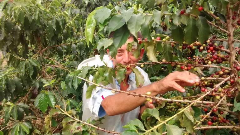 José Alexánder Osorio Serna cogiendo café en una hacienda en la vereda La Cabaña de Manizales. 