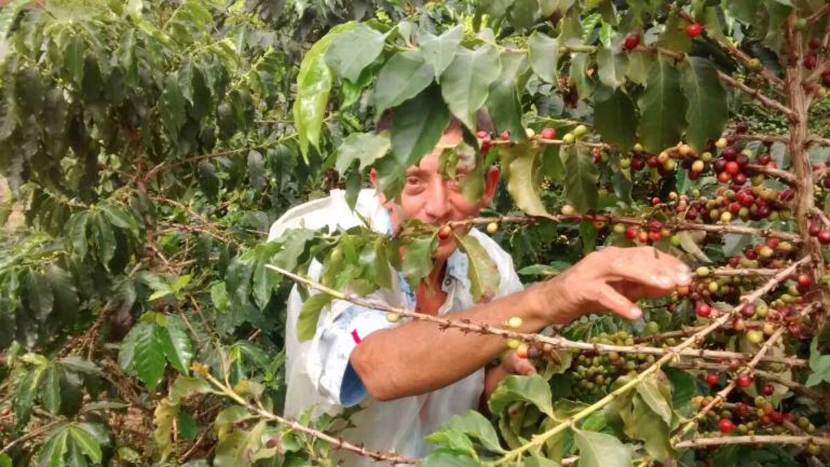 Gremio cafetero ve otra vez rentable la producción del grano