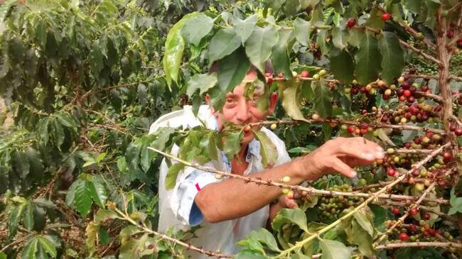 José Alexánder Osorio Serna cogiendo café en una hacienda en la vereda La Cabaña de Manizales.