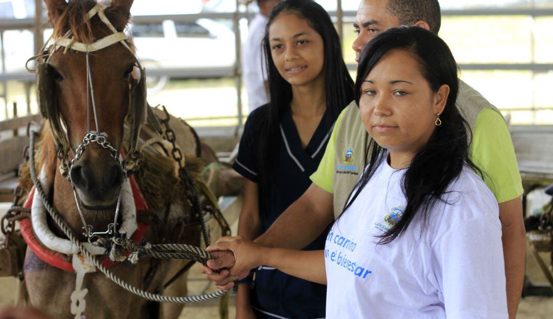 Se pretende establecer que tanto se ha avanzado en la protección de estos animales 