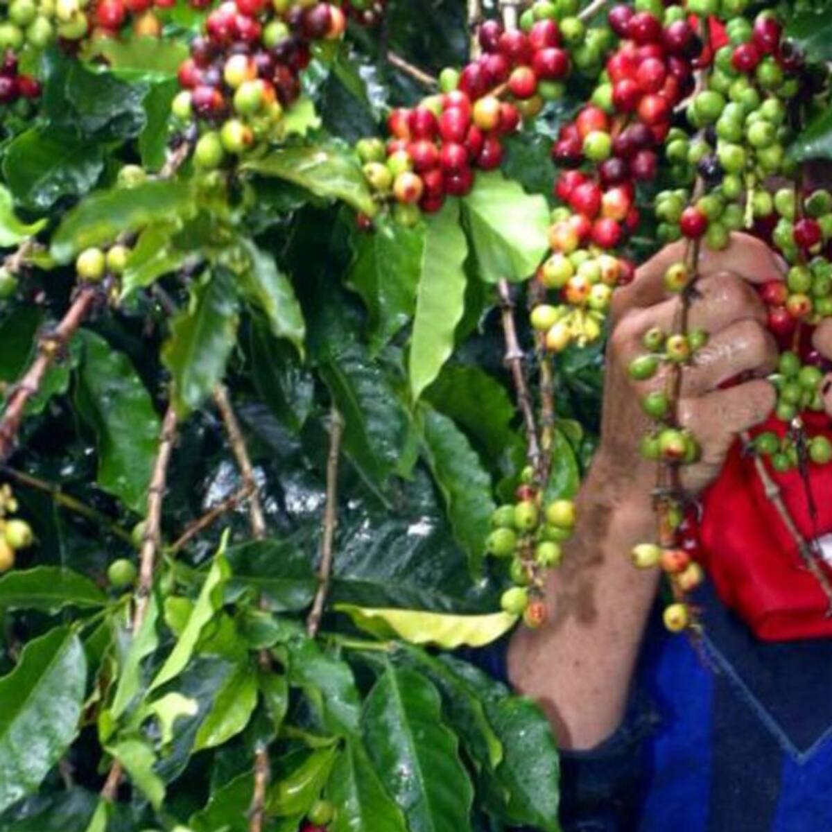 En Pereira se adelantan jornadas de salud para recolectores de café