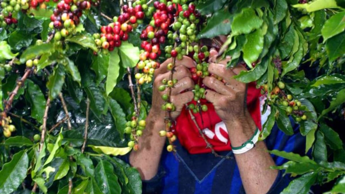 No hay dinero para protocolos de bioseguridad: Cafeteros Antioquia