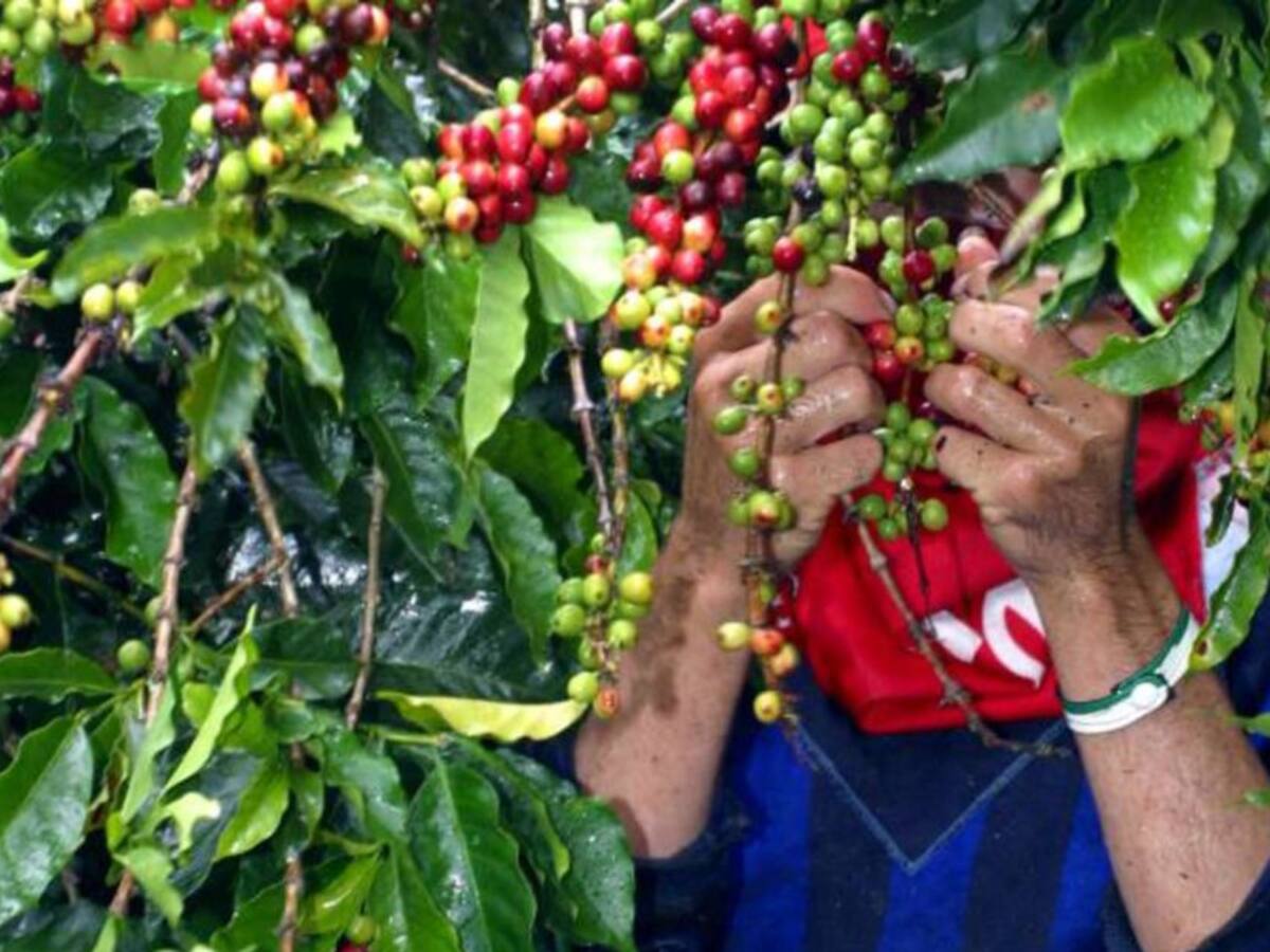 Inicia llegada de 80.000 recolectores para cosecha cafetera en Antioquia