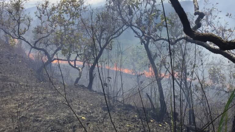 Los municipios con mayor afectación son Carmen de Apicalá, Melgar, Ortega y Chaparral.