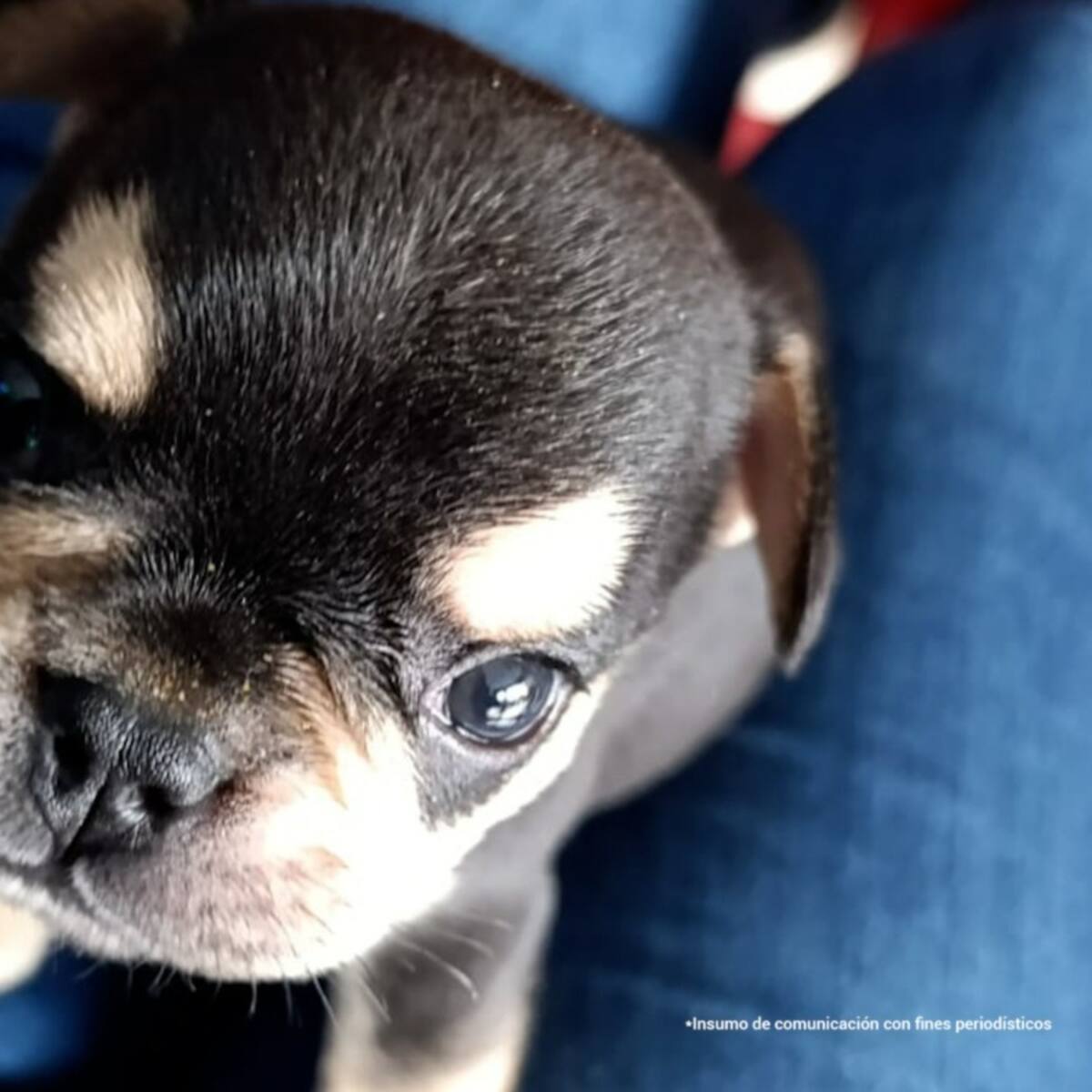 Judicializan a hombre por muerte de cachorro en Itagüí tras presunto caso de maltrato animal