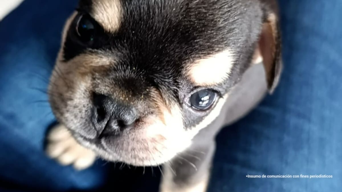 Judicializan a hombre por muerte de cachorro en Itagüí tras presunto caso de maltrato animal
