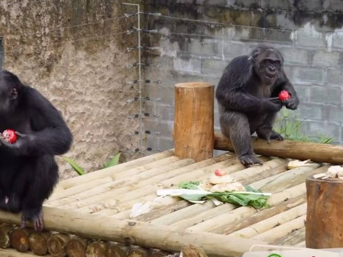 Así fue la imputación de cargos al cuidador de los chimpancés Chita y Pancho de Ukumarí