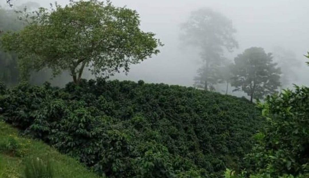 Cultivos de San Juan de la China 