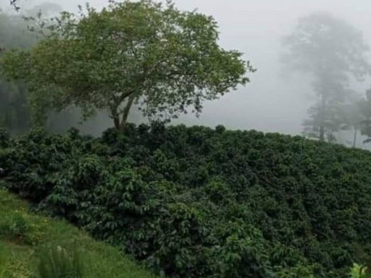 Un rico café de exportación de cultiva en zona rural de Ibagué