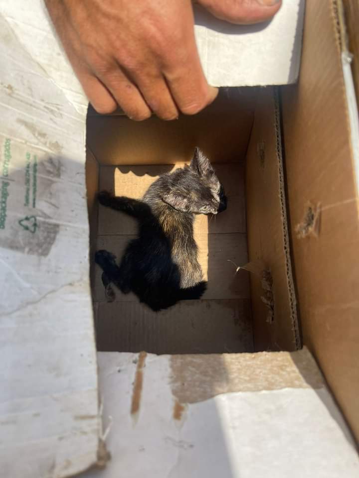 Gato abandonado en una caja en el mercado de Ocaña