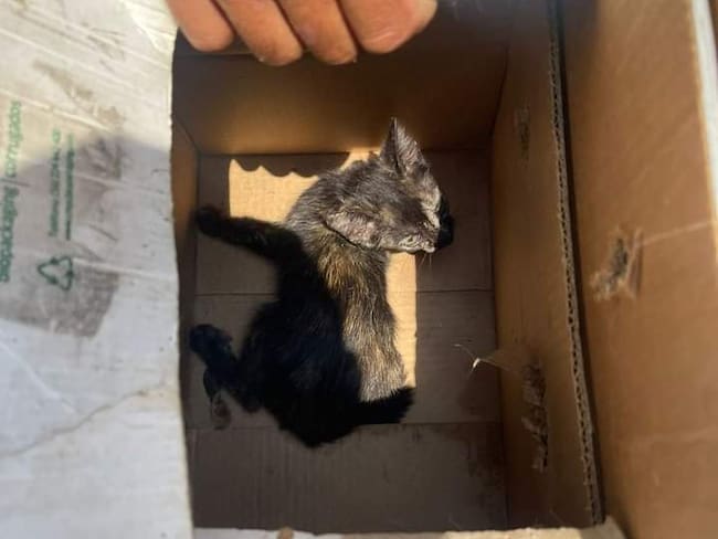 Gato abandonado en una caja en el mercado de Ocaña