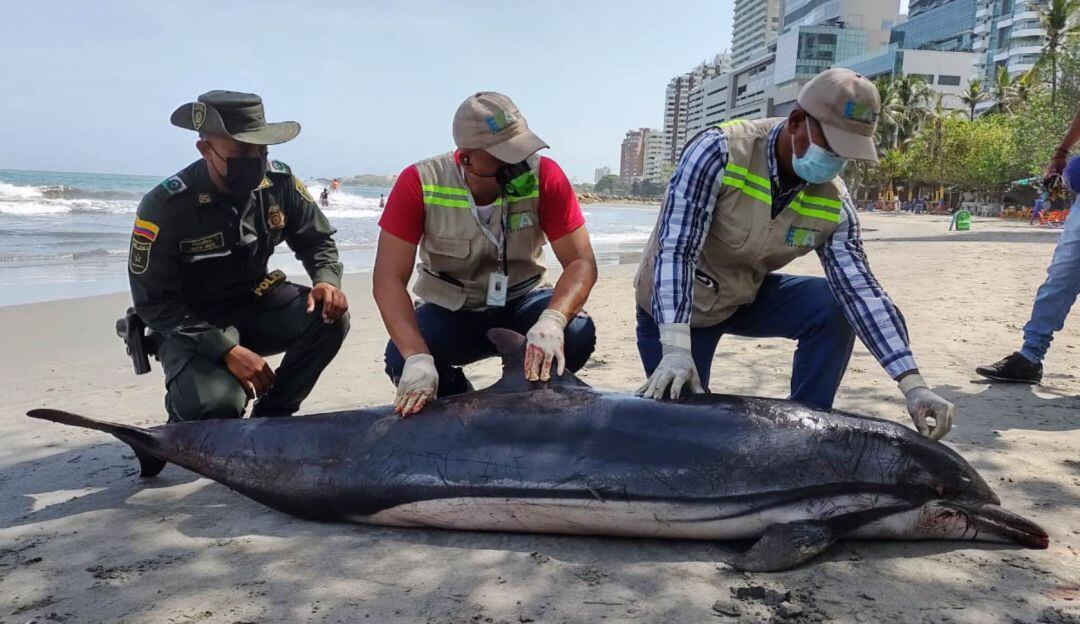 Al parecer este tipo de especie, rara por estas aguas, habría nadado desde muy lejos 