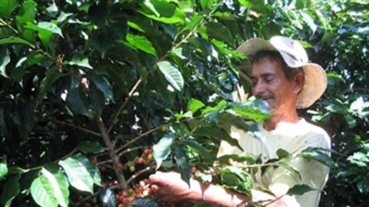 Cafeteros pedirán recursos por 1$ billón para subsidios en 2014