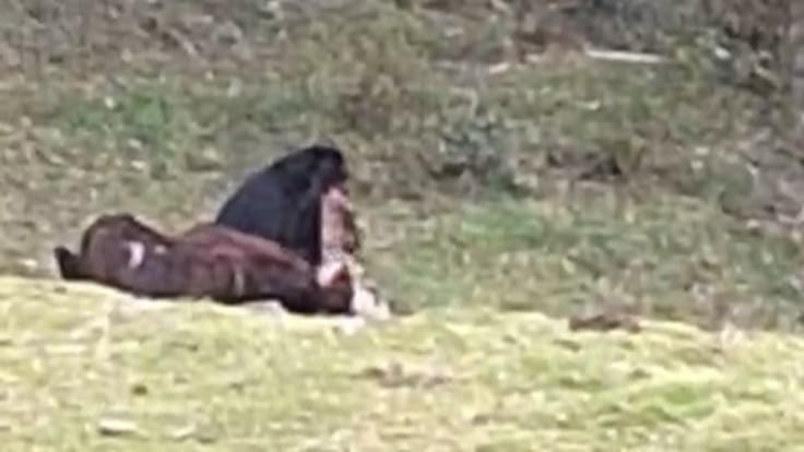Informe oso en el Quindío
