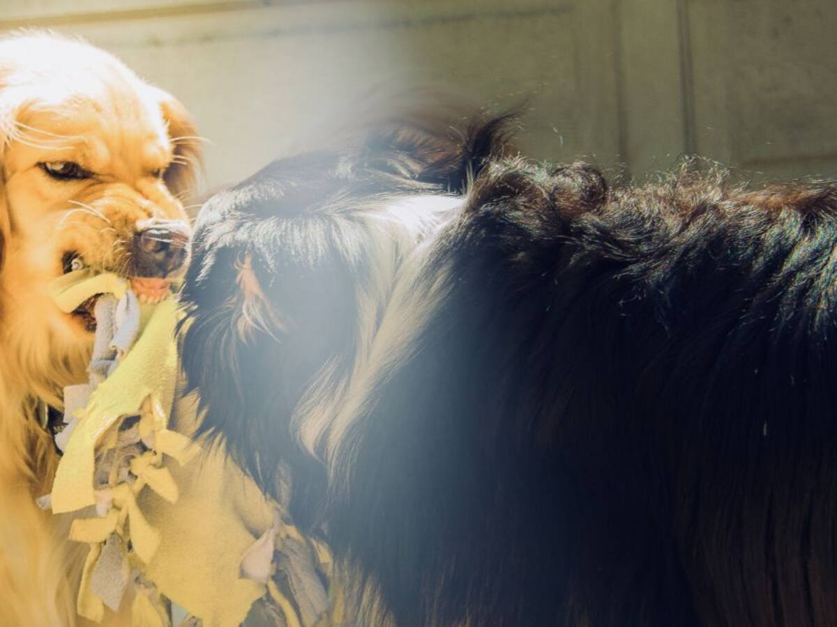 Cómo superar el trauma tras ser mordido por un perro