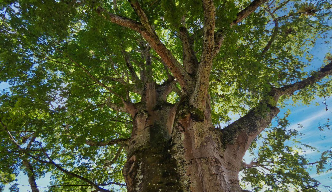 Sembrar muchos árboles es combatir la crisis climáticas en el planeta. 