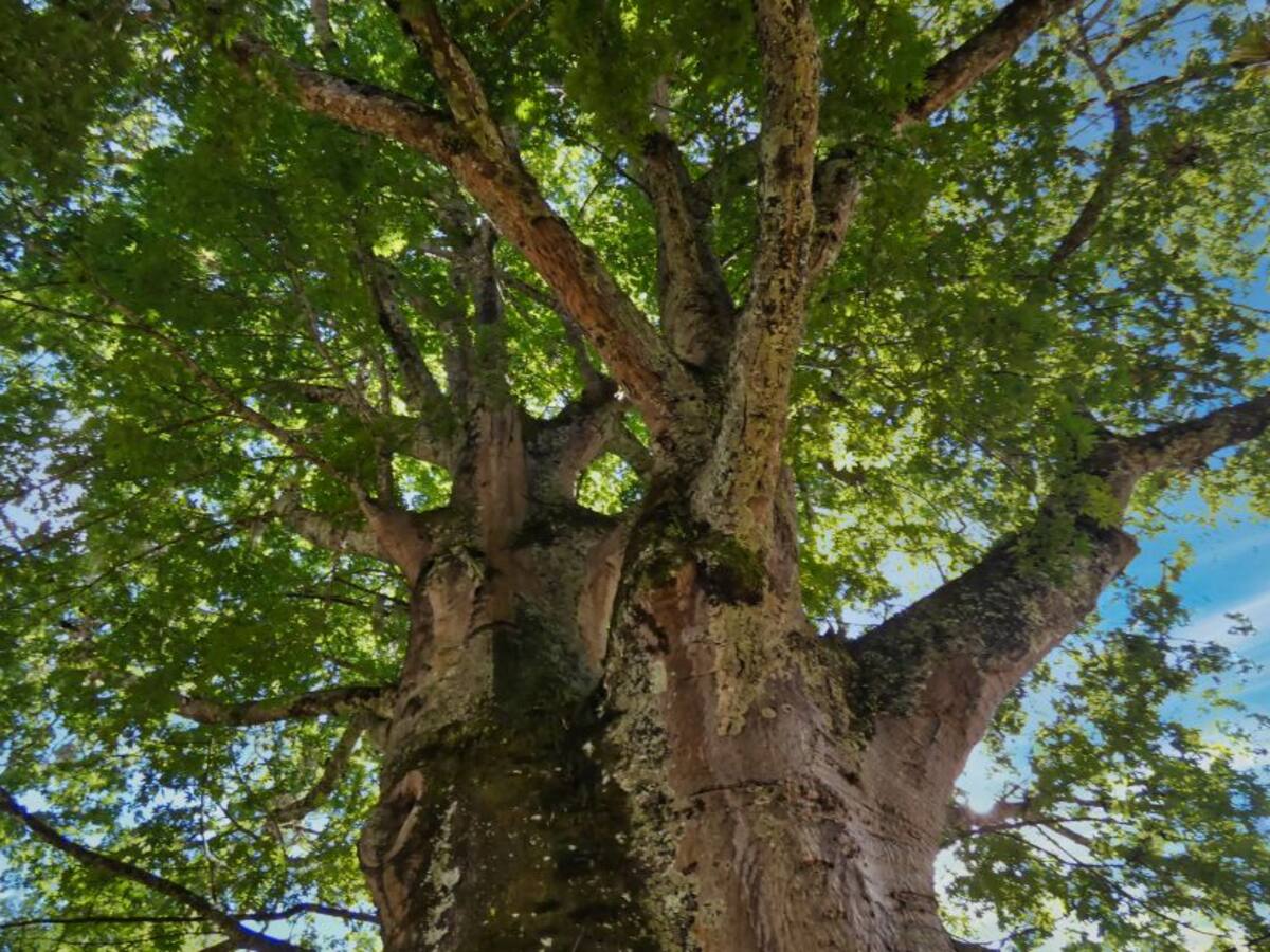 Sembrar un árbol. Lo que todo ser humano debe hacer. ¿Ya sembraste el tuyo?