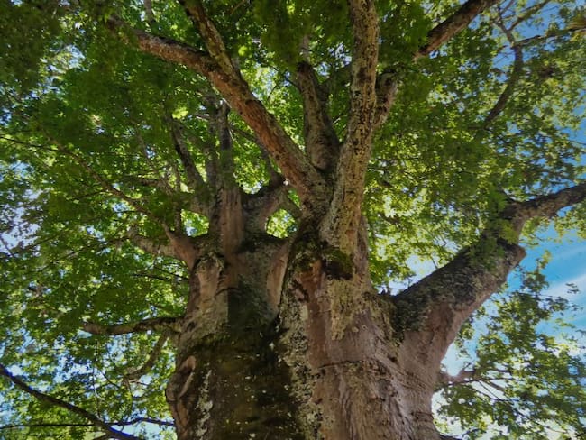 Sembrar muchos árboles es combatir la crisis climáticas en el planeta. 