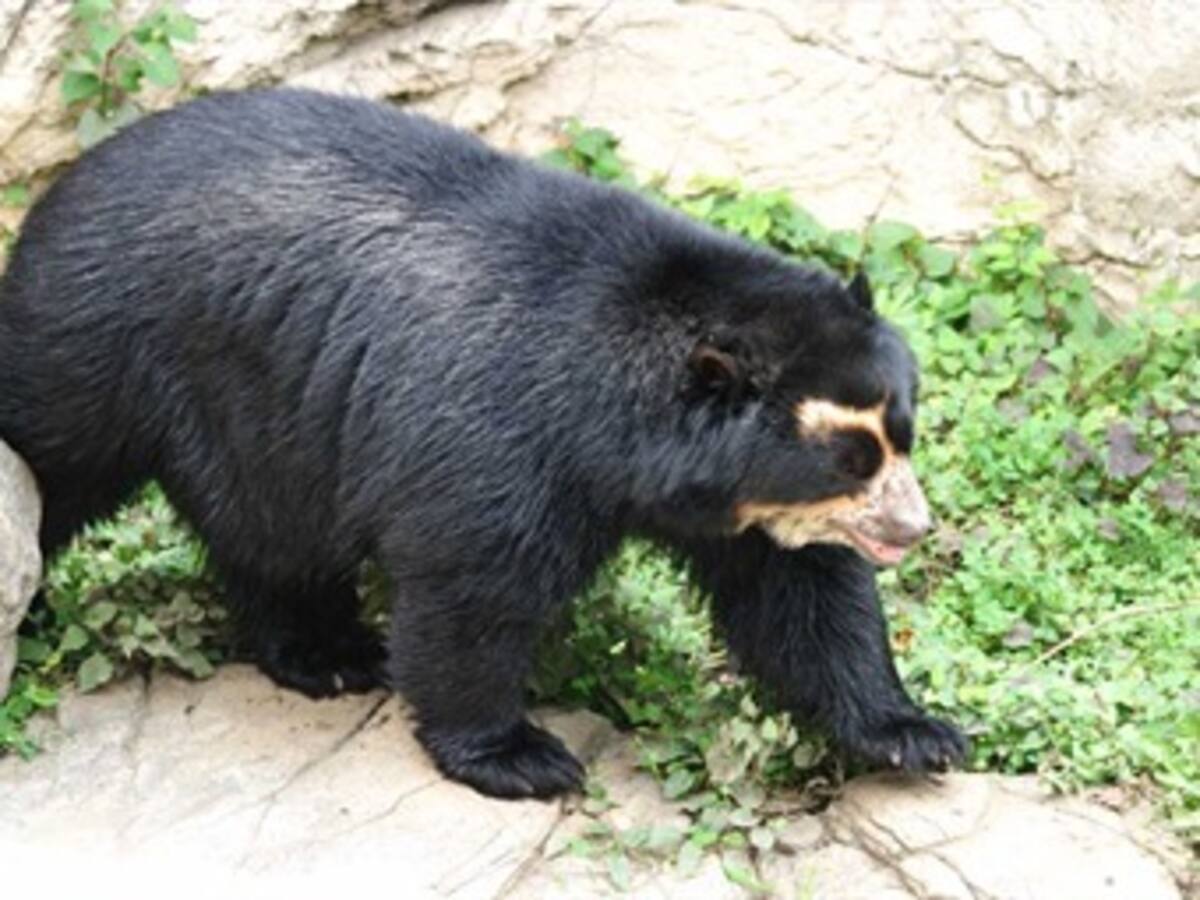 Oso de anteojos y animales domésticos, ¿con parentesco?
