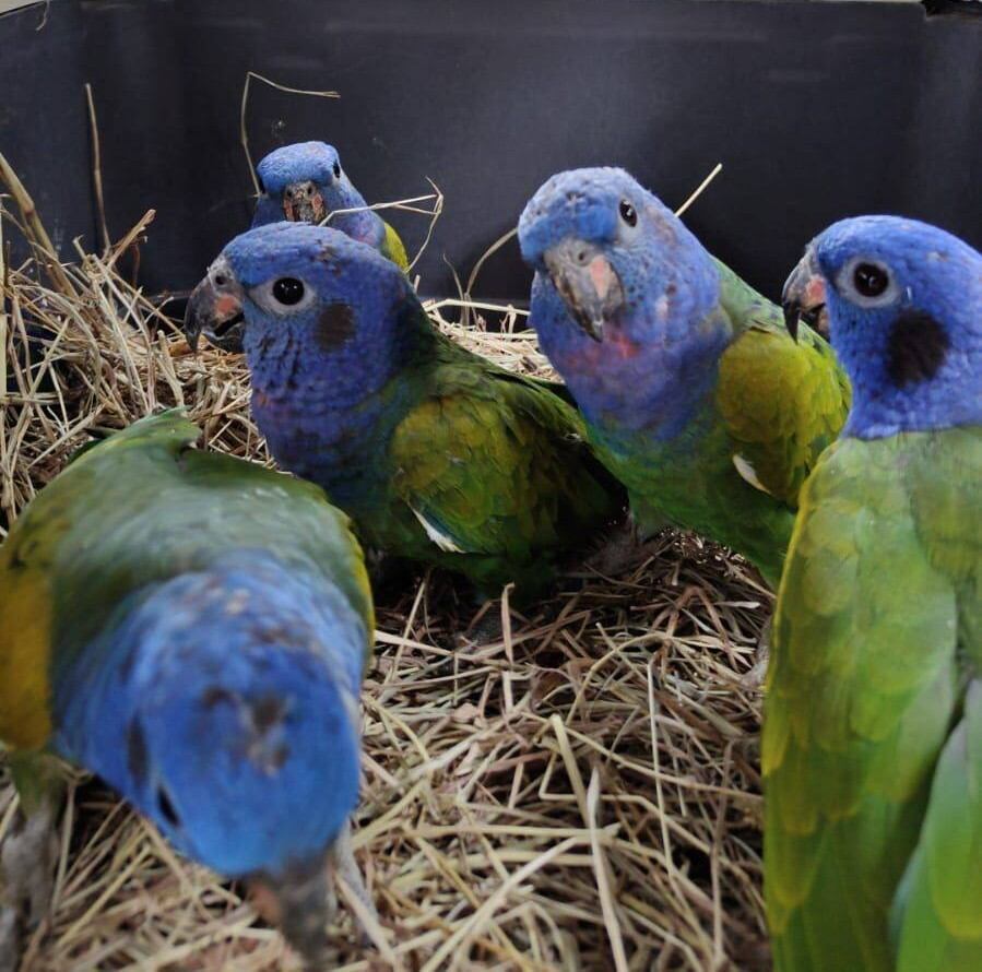 La tenencia de fauna silvestre es ilegal.