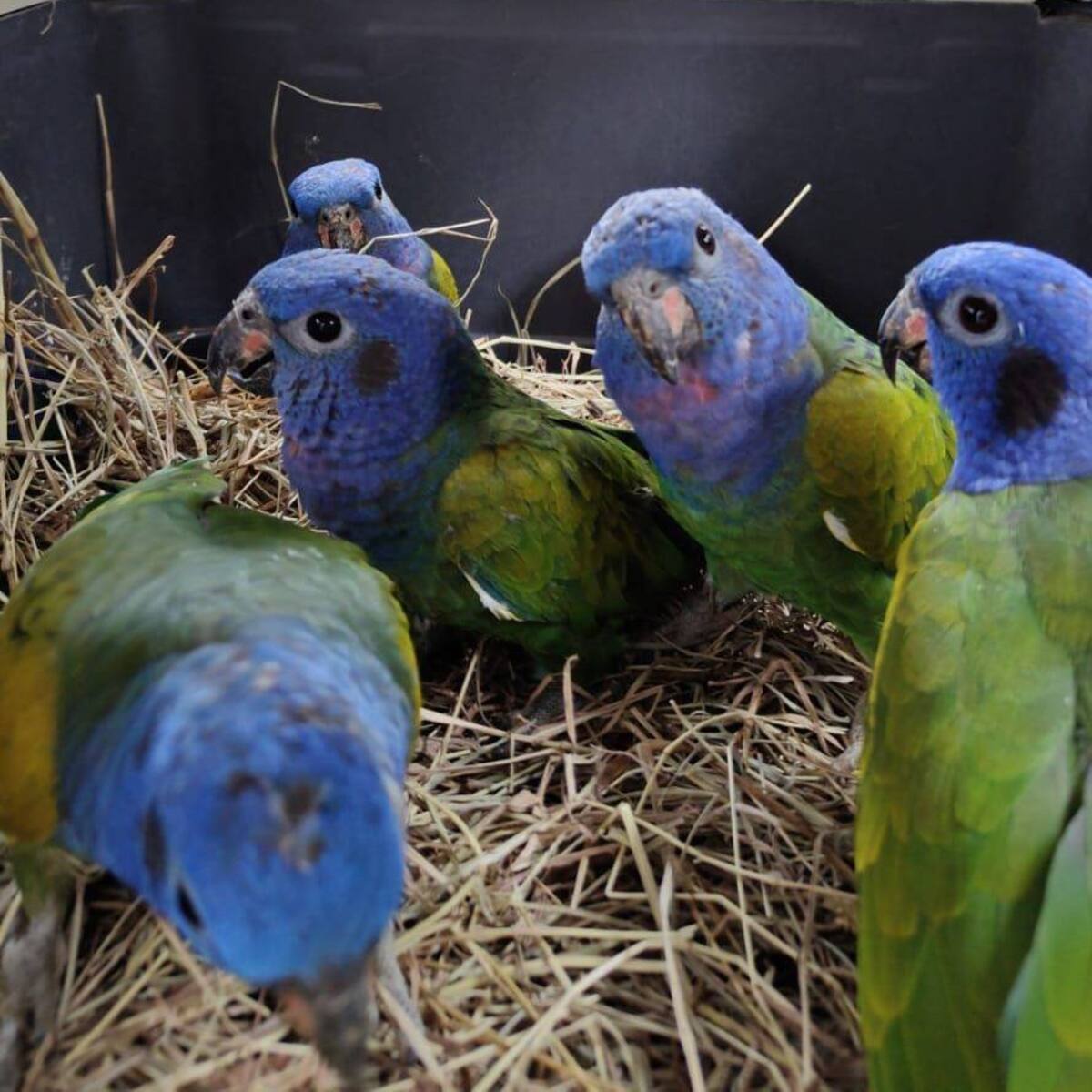 Lo que para usted es diversión, para la fauna es un sufrimiento: no queme pólvora en esta Navidad
