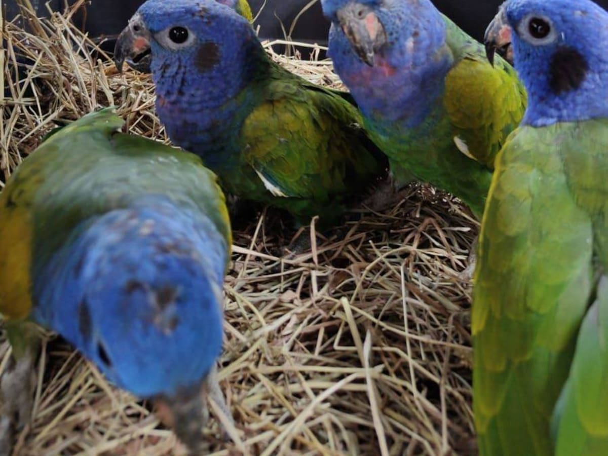 Lo que para usted es diversión, para la fauna es un sufrimiento: no queme pólvora en esta Navidad