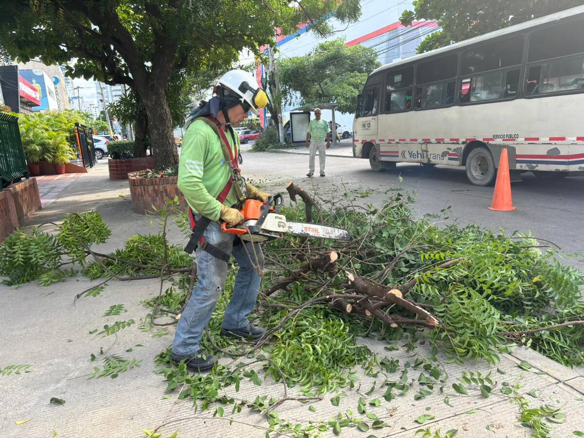 EPA Cartagena interviene más de 200 árboles en 2024 para controlar planta parásita