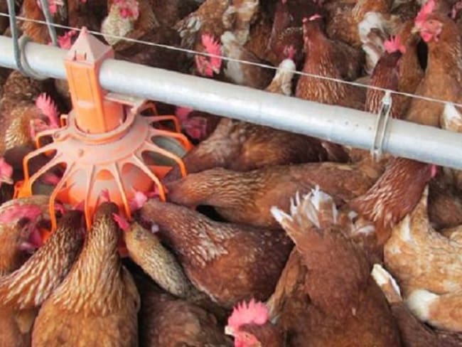 Sector avícola del Táchira en quiebra