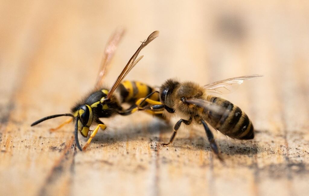 18 de octubre de 2023, Berlín: Una abeja (r) ahuyenta a una avispa de la entrada de la colmena. Foto: Hauke ​​Schröder/dpa (Foto de Hauke ​​Schröder/Picture Alliance vía Getty Images)