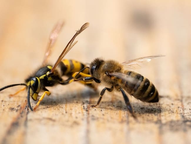 18 de octubre de 2023, Berlín: Una abeja (r) ahuyenta a una avispa de la entrada de la colmena. Foto: Hauke ​​Schröder/dpa (Foto de Hauke ​​Schröder/Picture Alliance vía Getty Images)