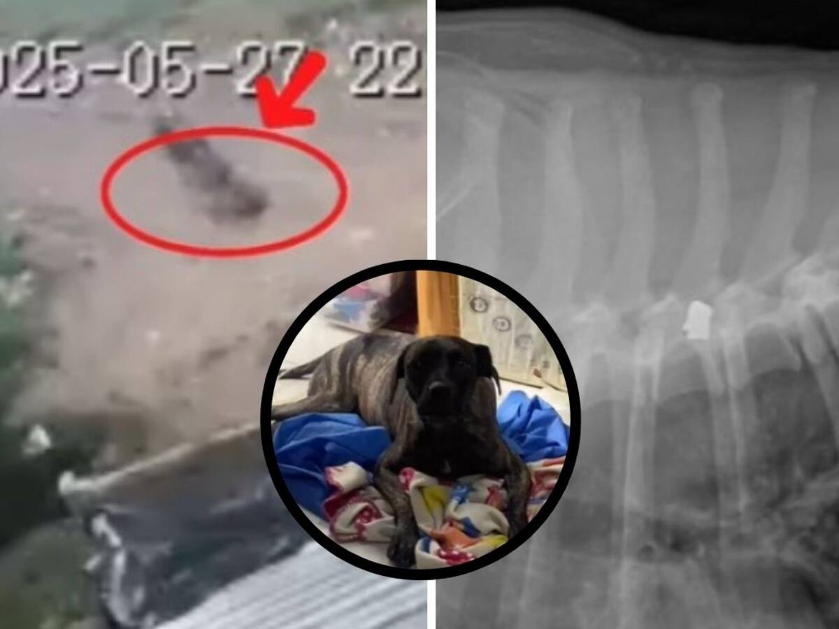 Otra vez buscan implementar la Ley Ángel en Bucaramanga: le disparan a un perro en plena vía pública