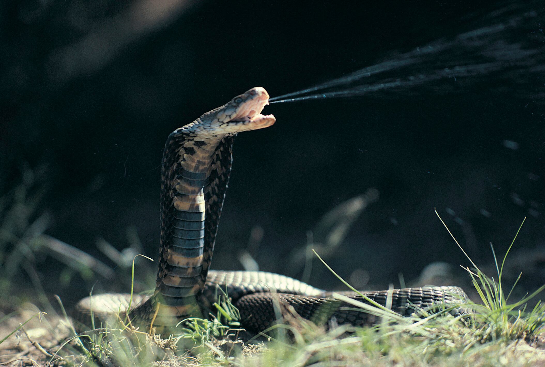 Imagen de referencia de veneno.