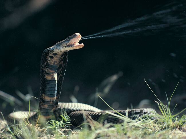 Imagen de referencia de veneno.