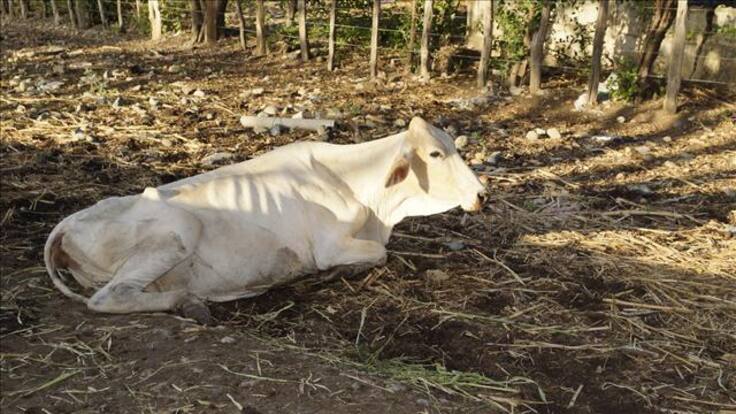 Nuestros animales se mueren y el Gobierno no hace nada: ganaderos