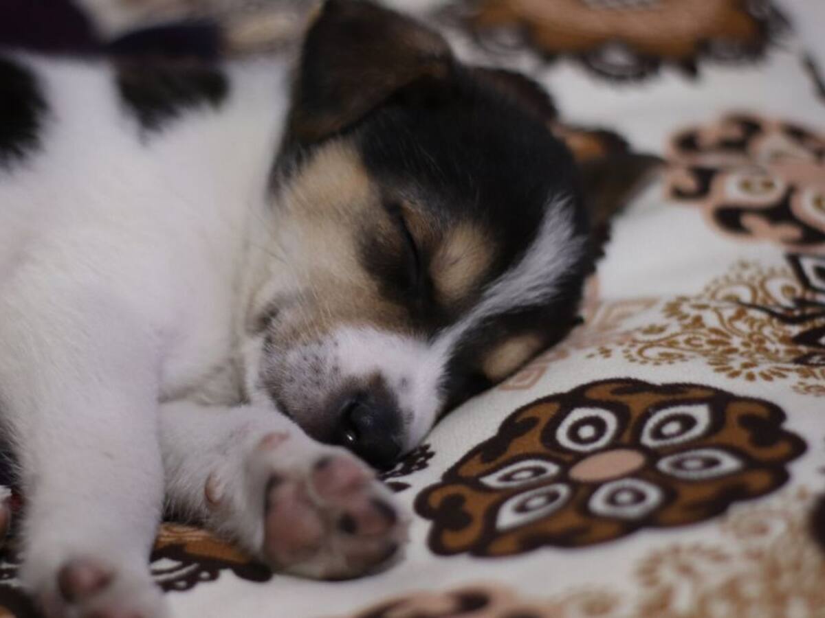 En época de vacaciones no abandone a su animal de compañía