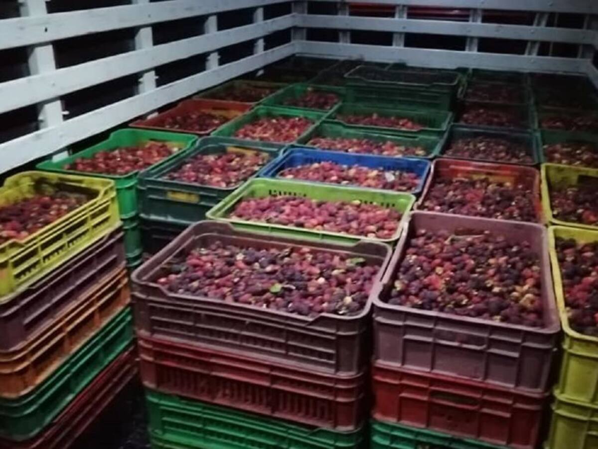 VIDEO: Nueve toneladas de mora se perdieron por cierre de vía