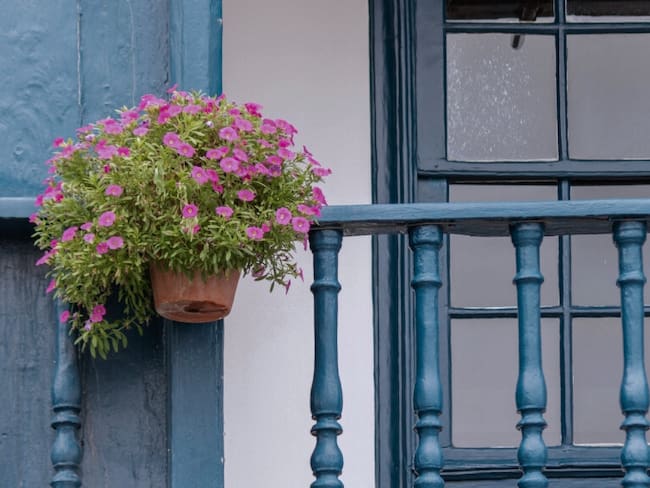 Planta de balcón, imagen de referencia // Getty Images