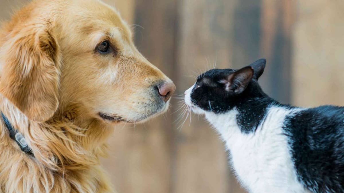 Procuraduría pide a autoridades de Pereira velar por los derechos de los animales