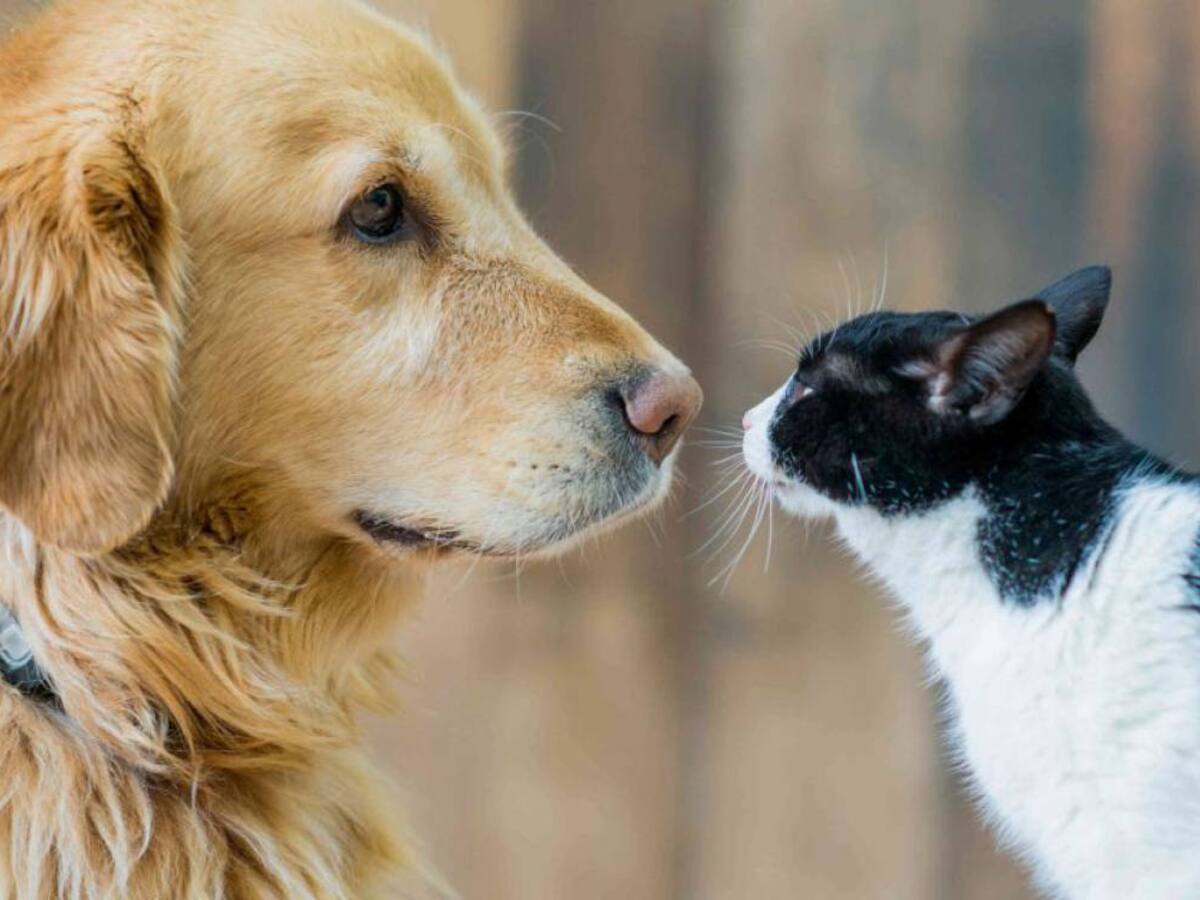 Procuraduría pide a autoridades de Pereira velar por los derechos de los animales