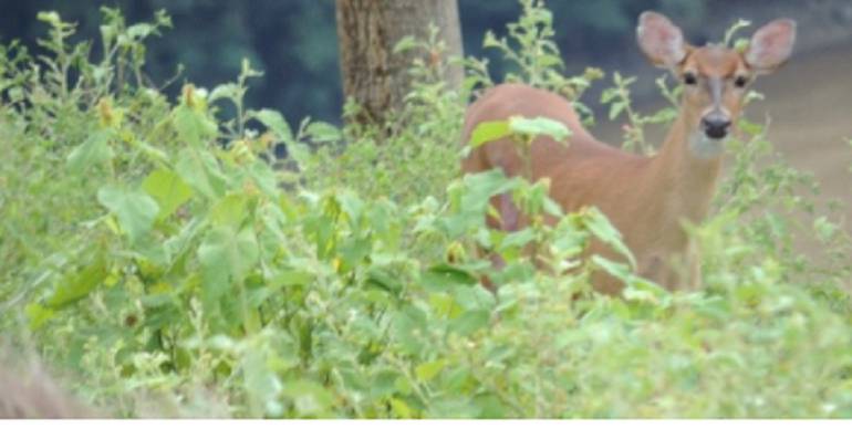 Esta especie es importante para el equilibrio de los ecosistemas.