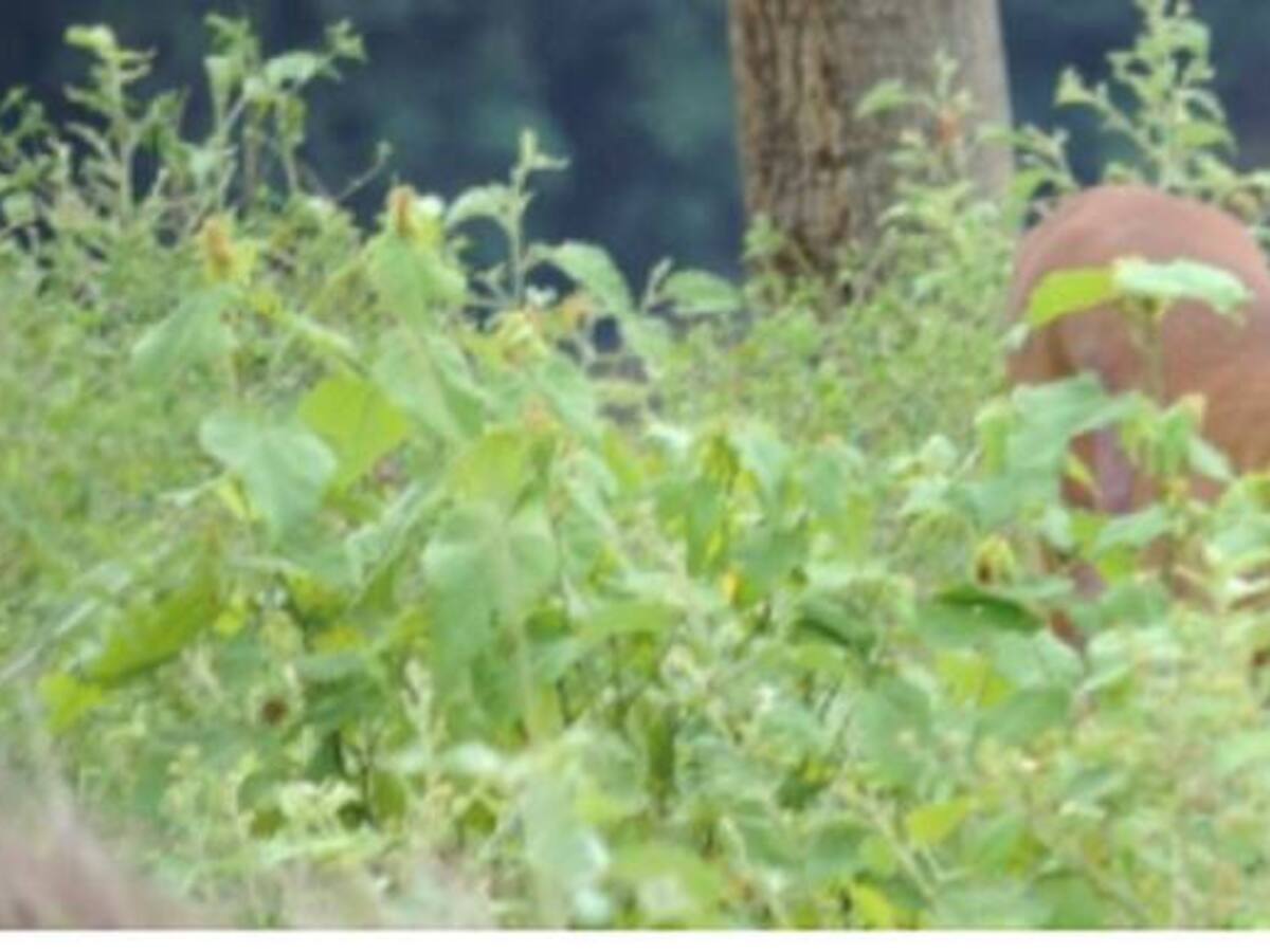 Rescatan siete venados que estaban en cautiverio en occidente de Antioquia