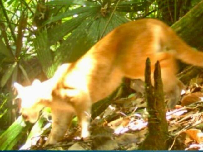 En el Valle del Cauca aseguran recuperación de ecosistemas con presencia de felinos