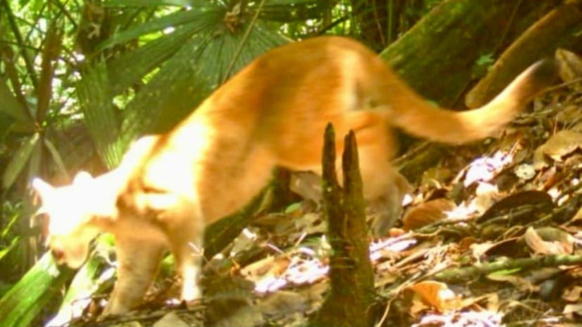 En el Valle del Cauca aseguran recuperación de ecosistemas con presencia de felinos