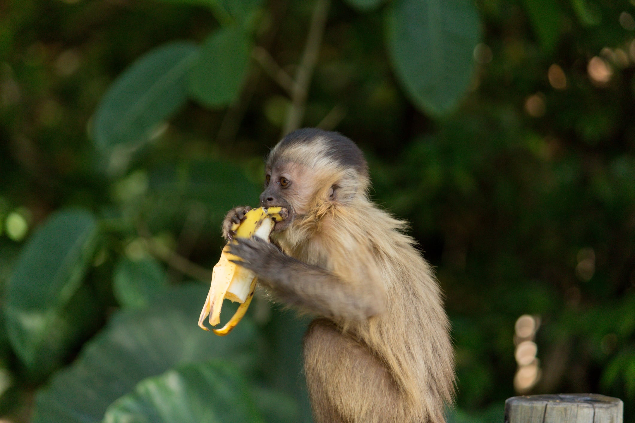 Mono comiendo banano. Foto: Getty Images.