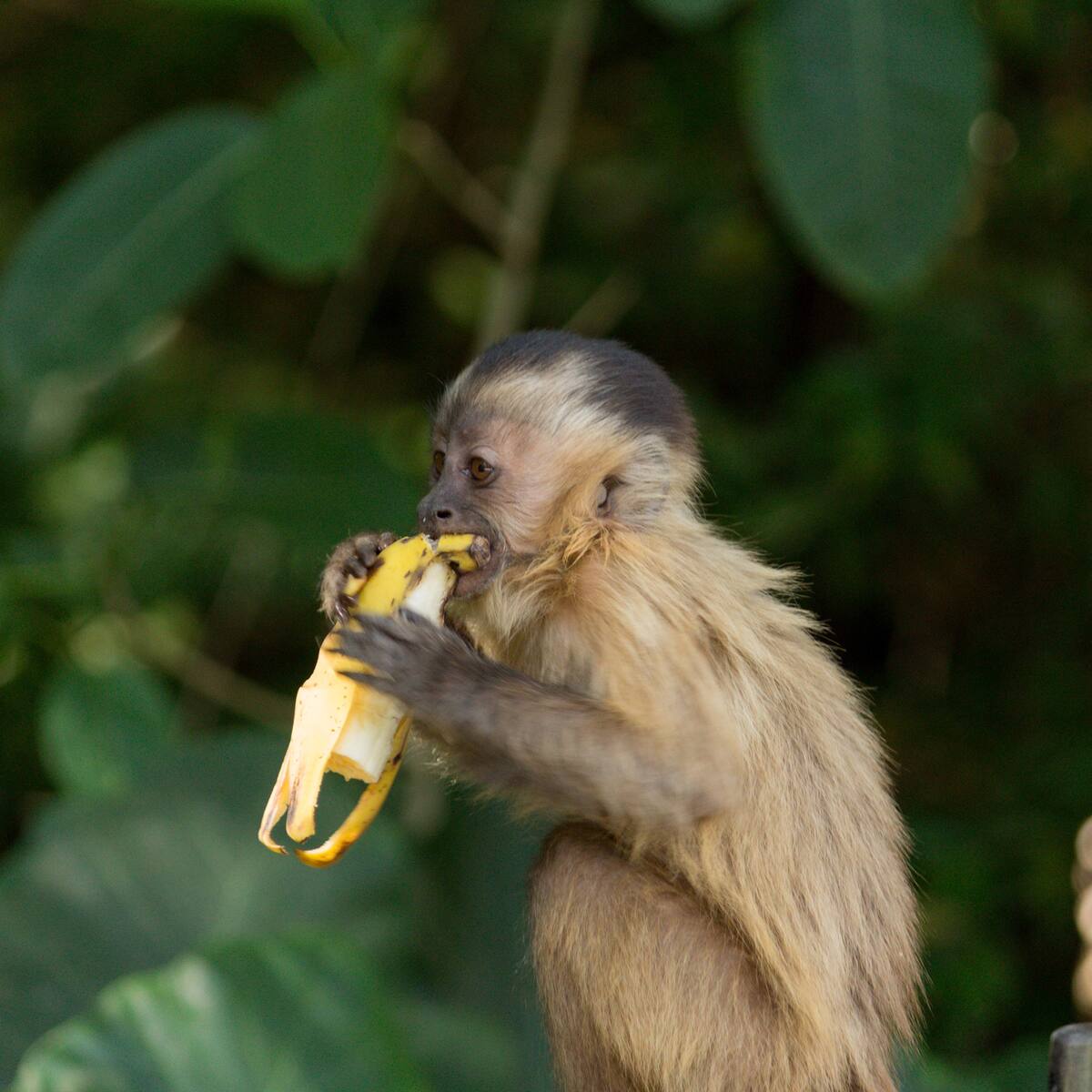 ¿Los bananos son realmente la comida favorita de los monos? La ciencia revela la verdad