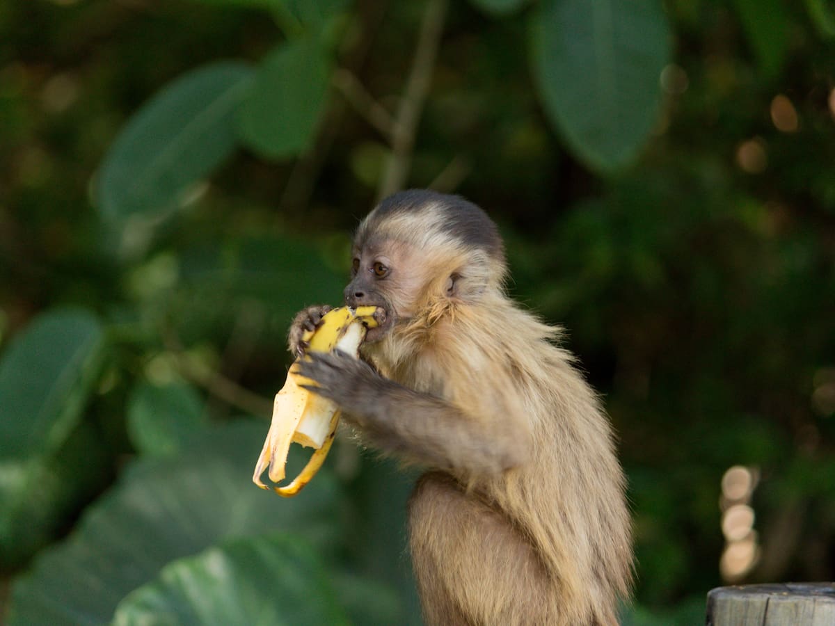 ¿Los bananos son realmente la comida favorita de los monos? La ciencia revela la verdad